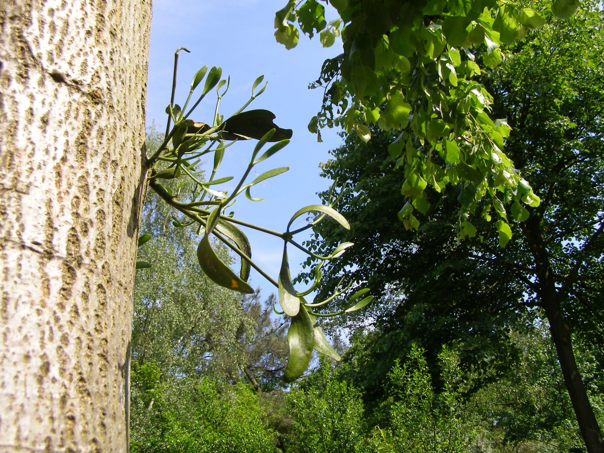 Werkgroep stadsnatuur
