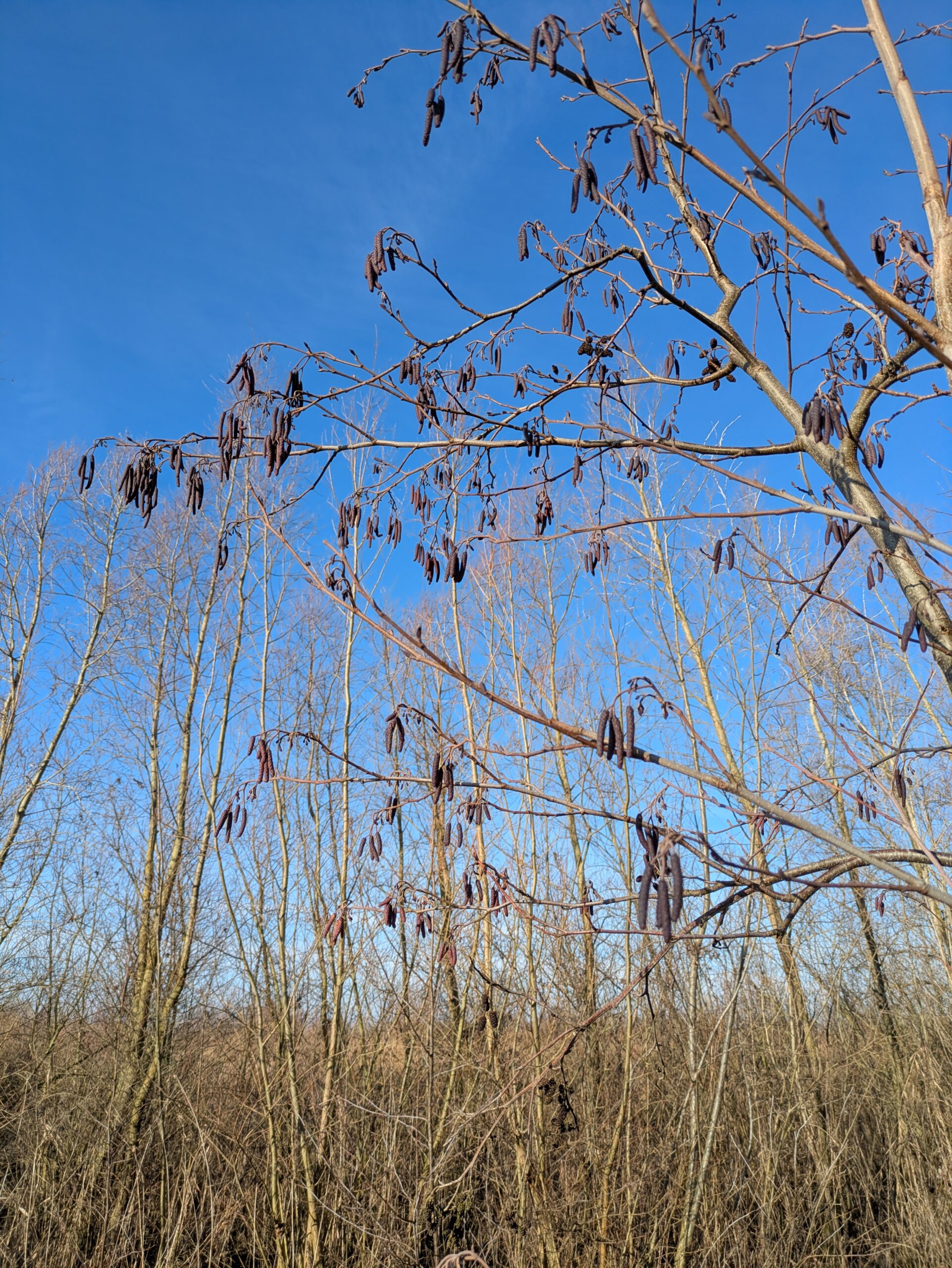 Start inventarisaties werkgroep Stadsnatuur 2026