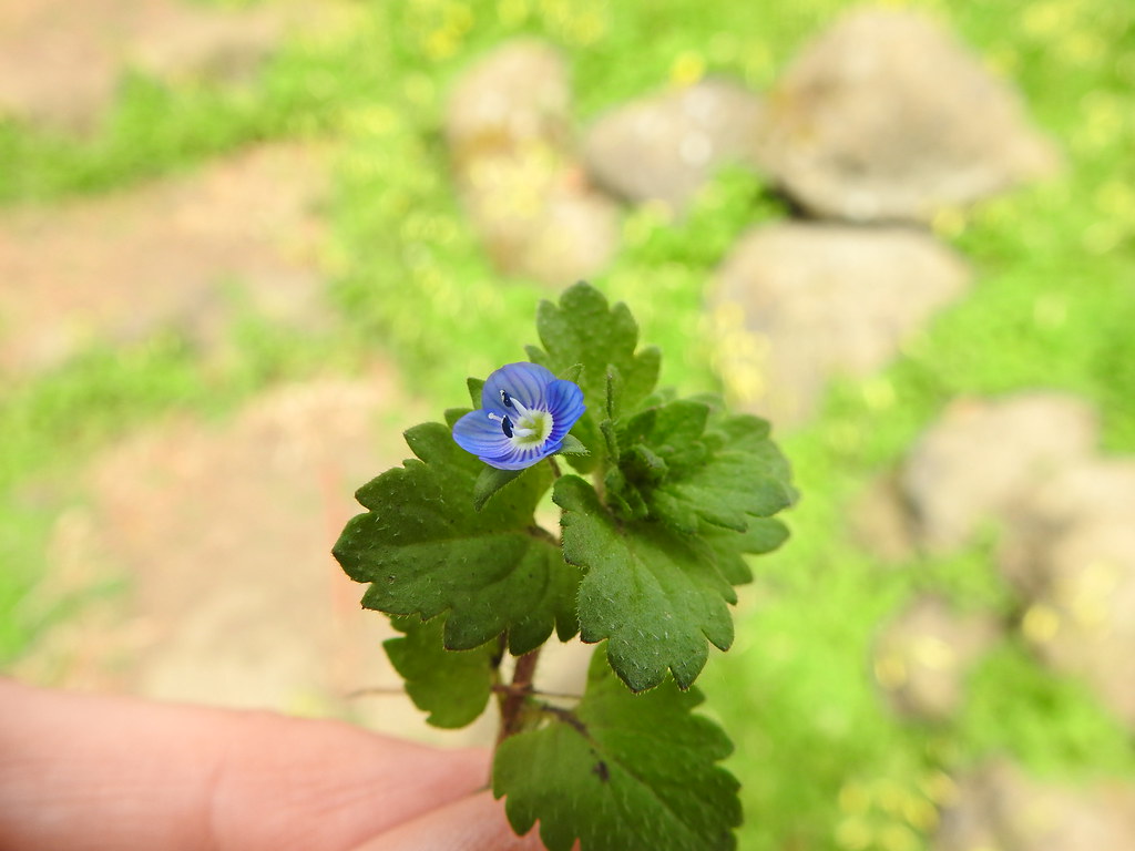 Werkgroep Stadsnatuur – Wilgenwende