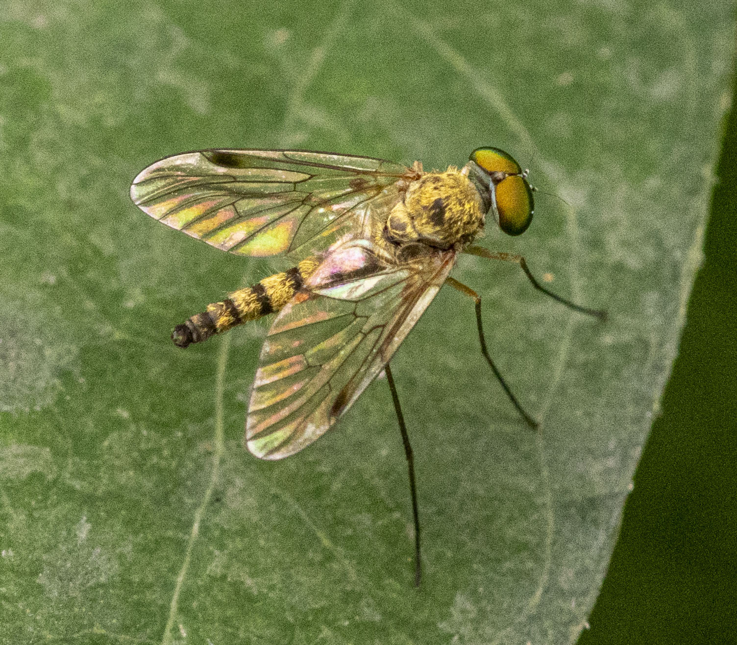 Inventarisatie Weizigt werkgroep stadsnatuur juni