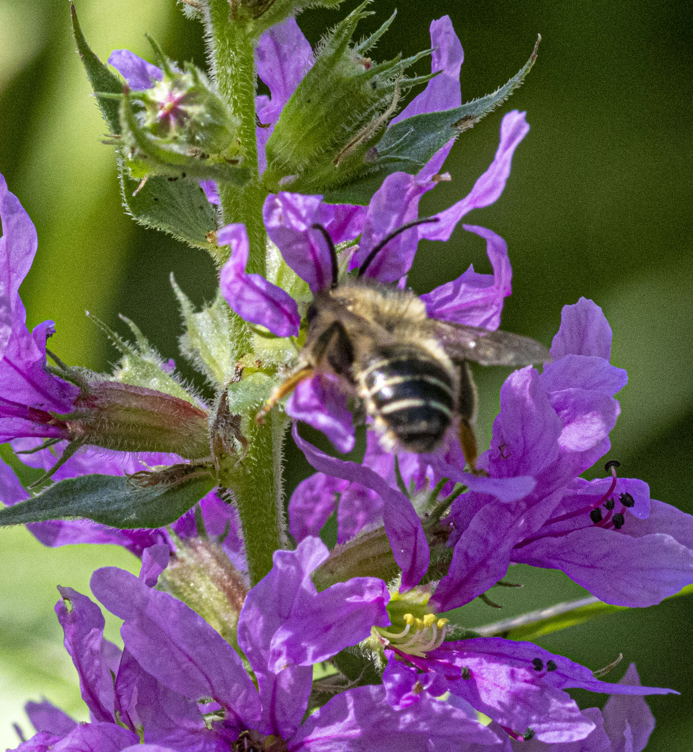 Inventarisatie Stadsnatuur Huis ter Merwede
