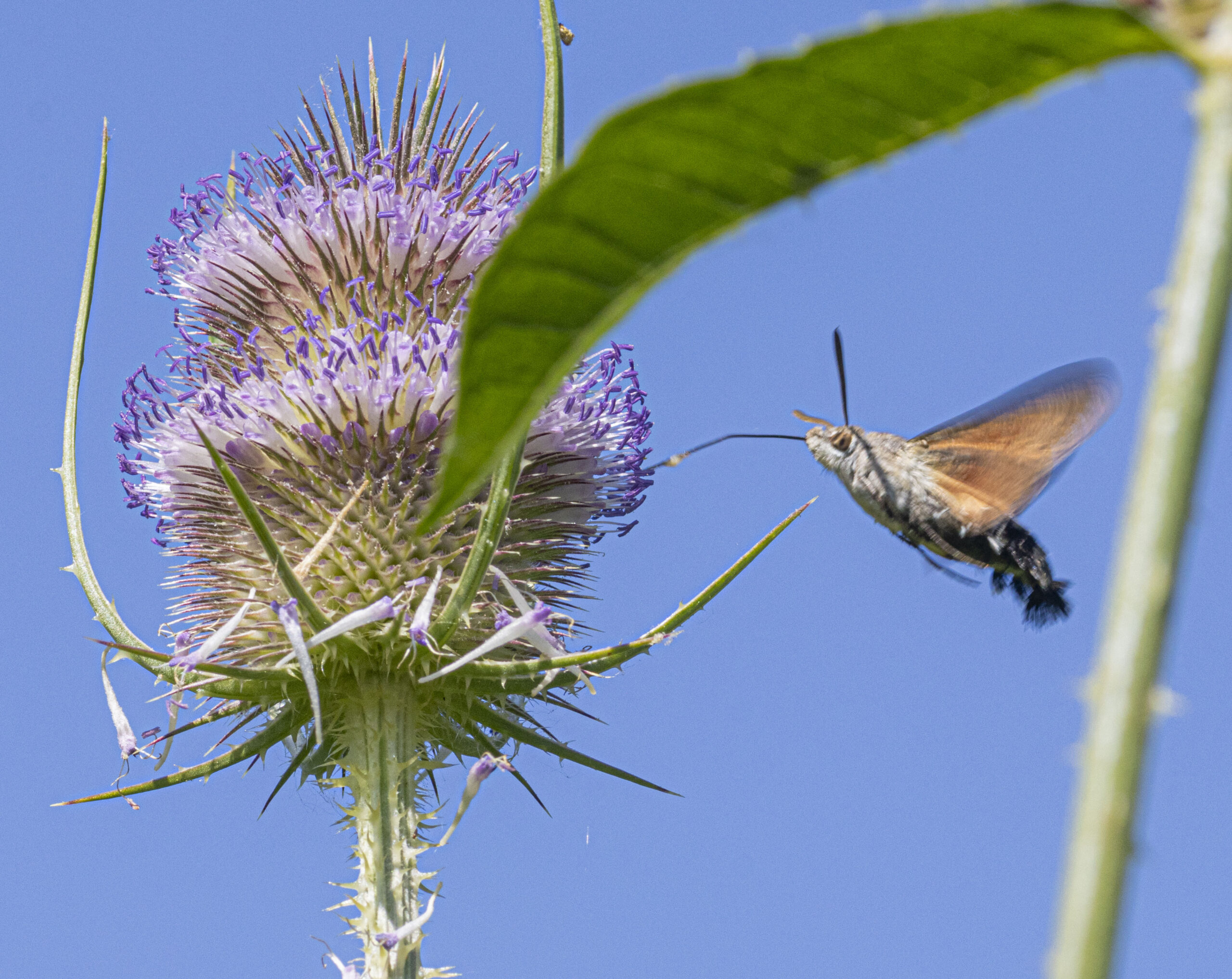 Inventarisatie Merwelanden Stadsnatuur