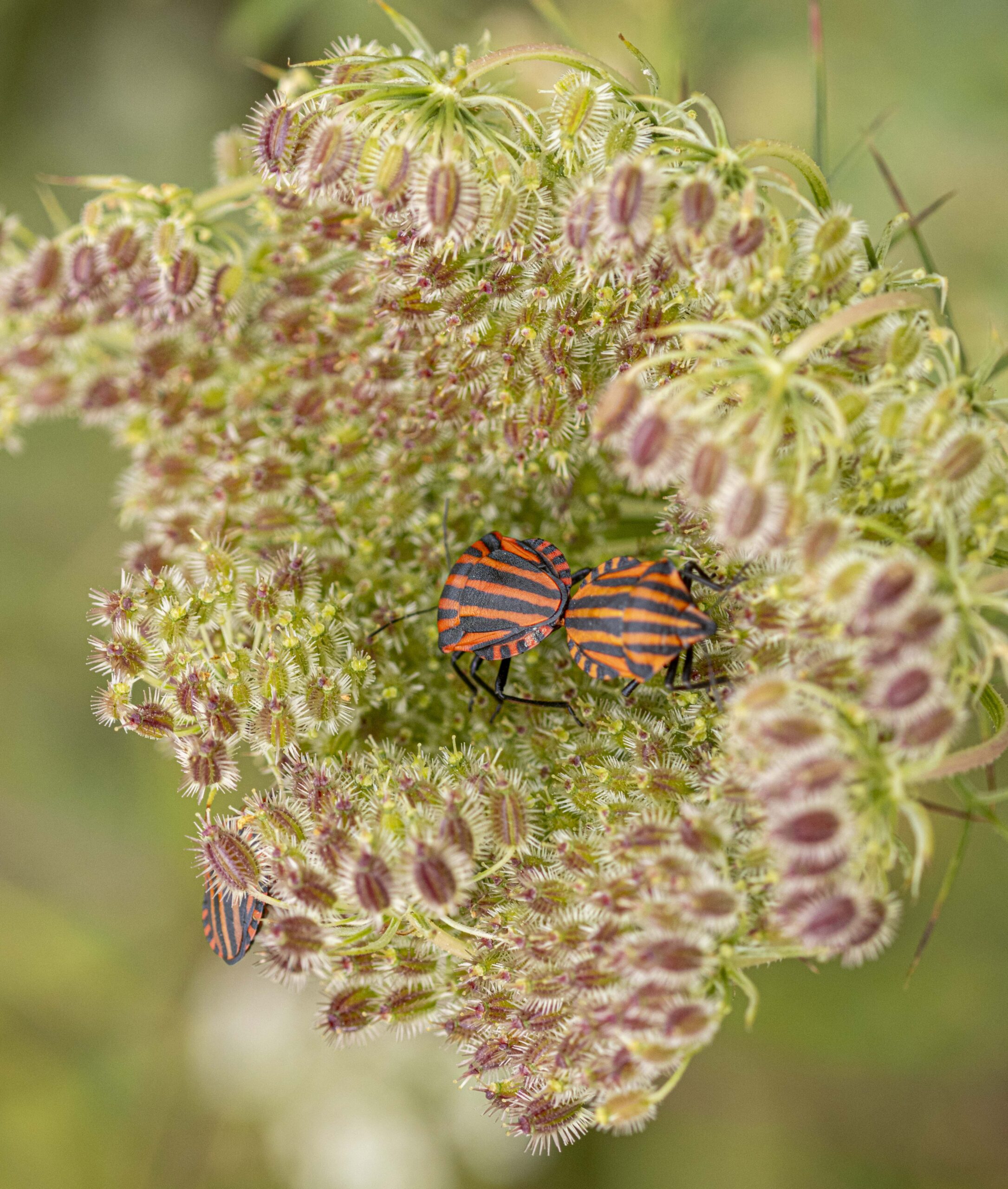Inventarisatie heemtuin Weizigt Stadsnatuur