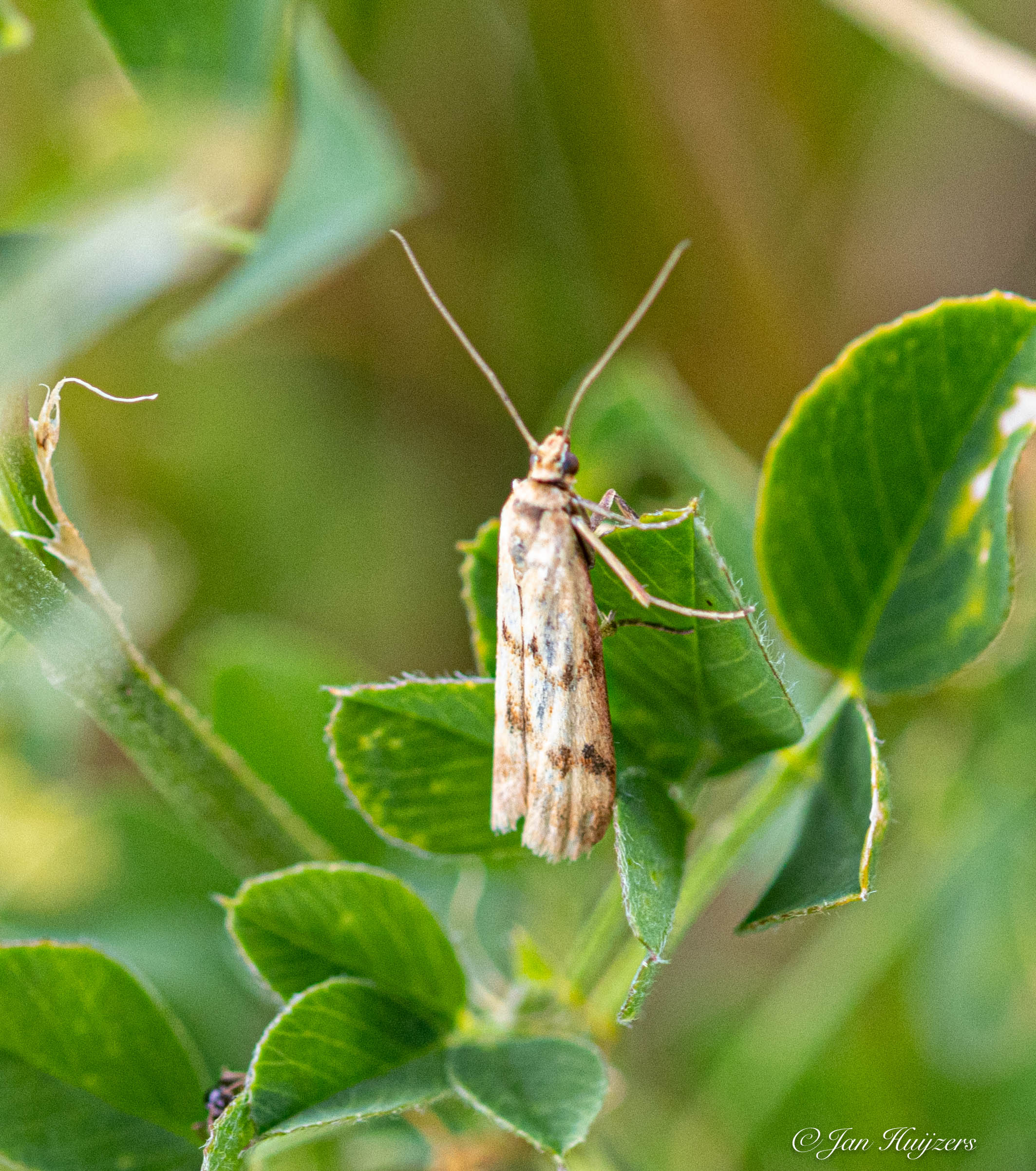 Werkgroep Stadsnatuur: Kleine beestjes