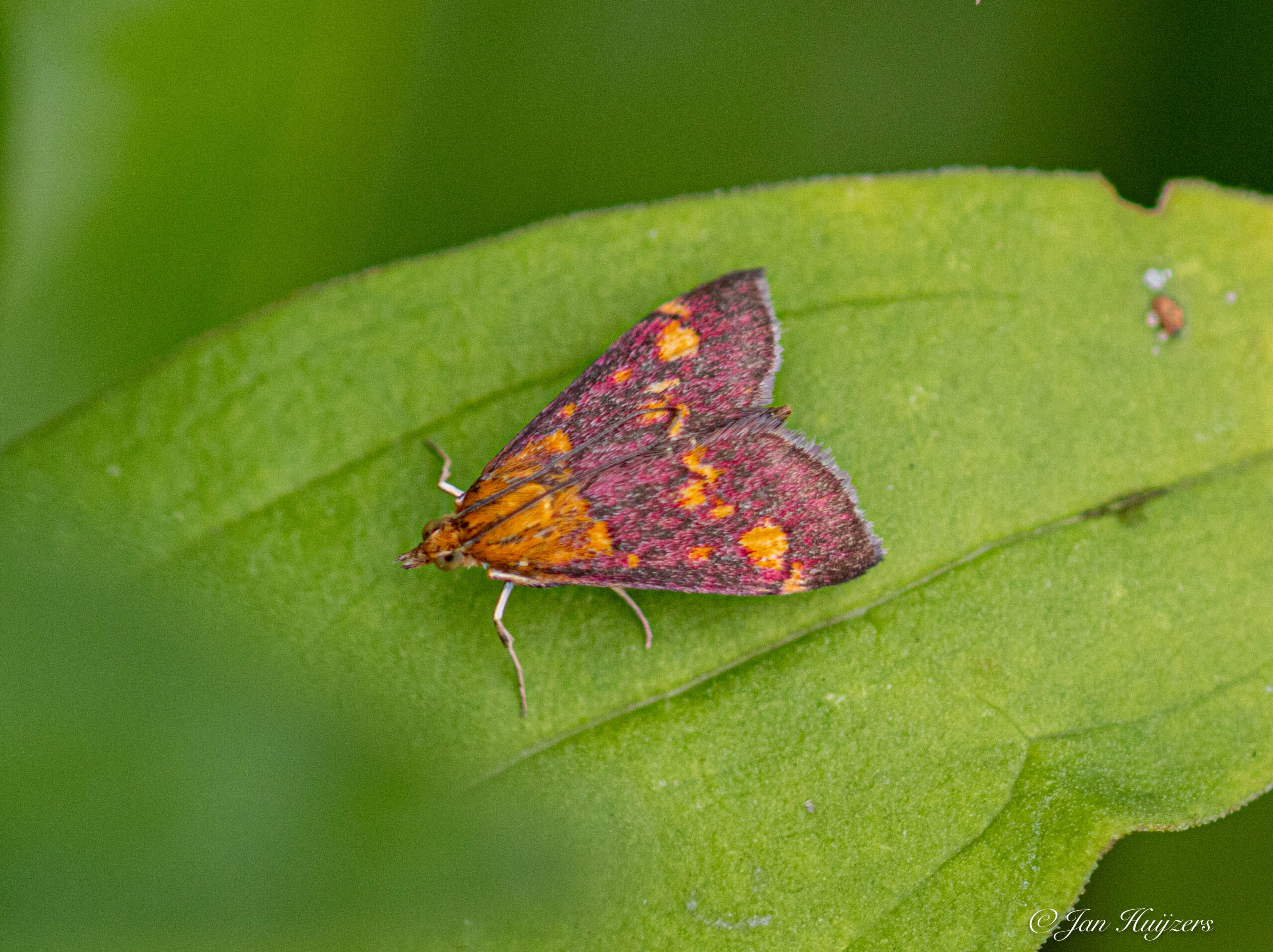 Inventarisatie Stadsnatuur Weizigt