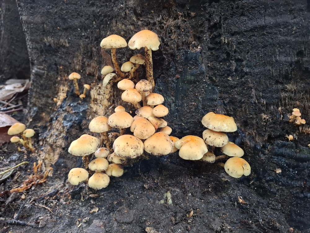 Interacties tussen schimmels en planten