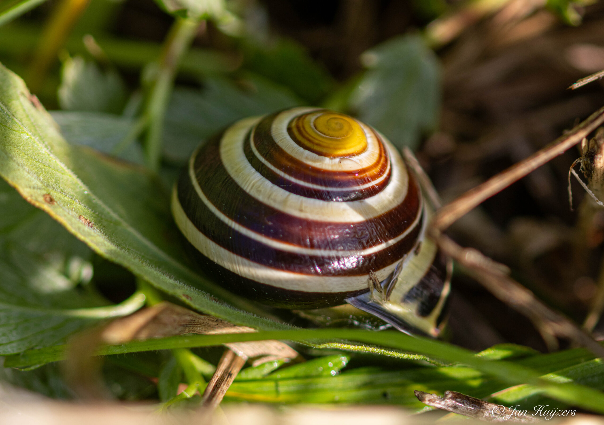 Stadsnatuur inventariseert bij Wilgenwende