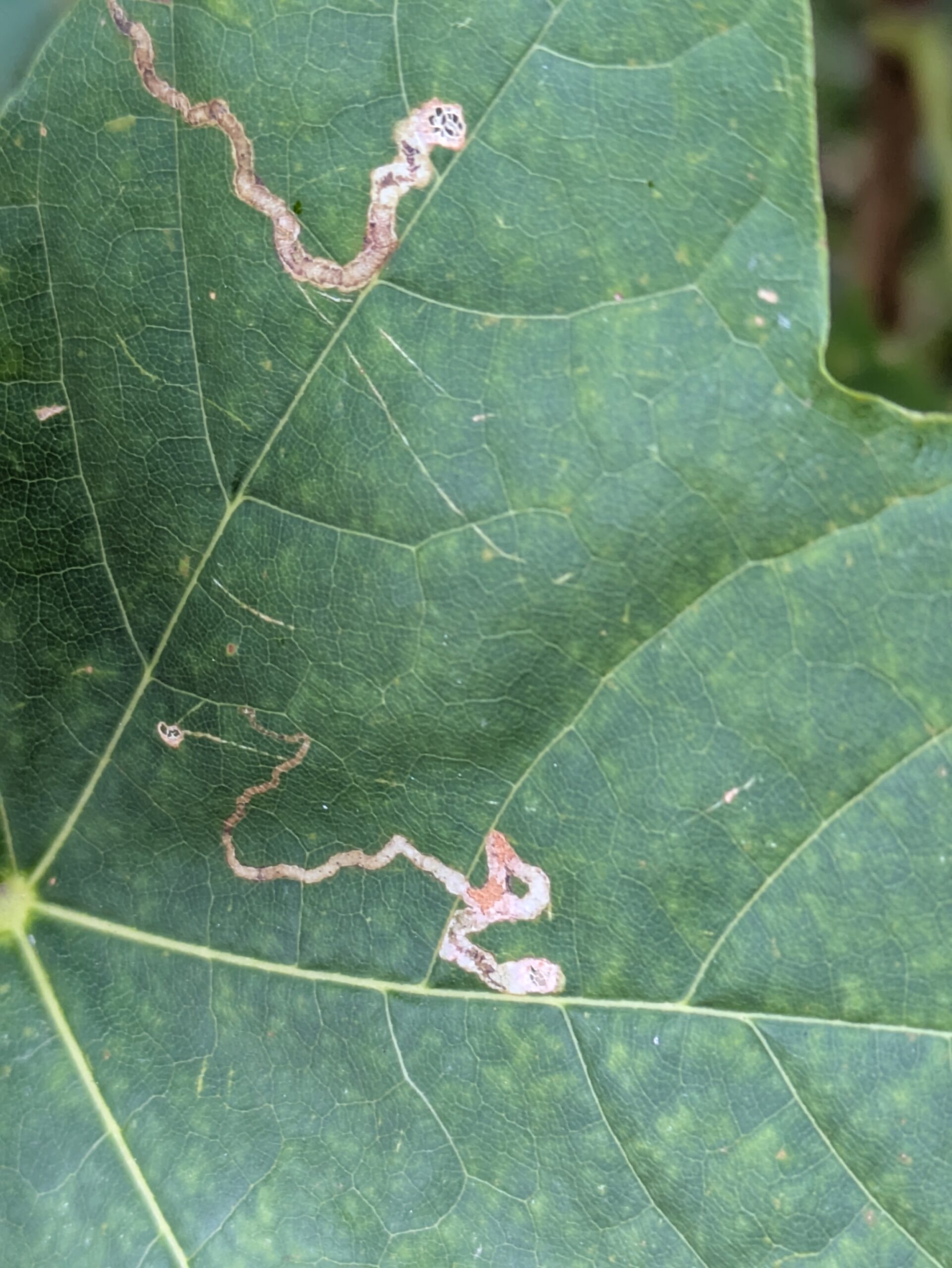 Stadsnatuur inventariseert bij Weizigt